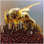 Bee on the sunflower